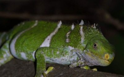 NTF Iguana Ranger Interviewed by Radio Australia