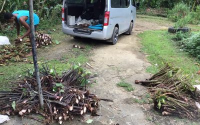 New Taro Hybrid Varieties for Sovi Basin Communities